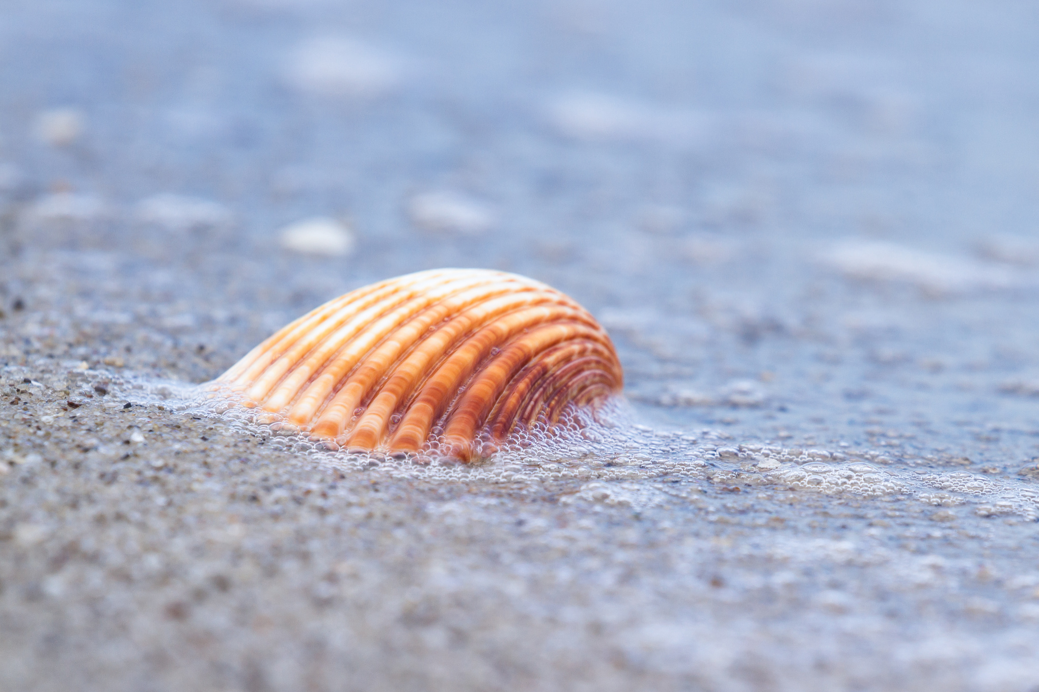 Shell on the Sussex coast - be a beach detective