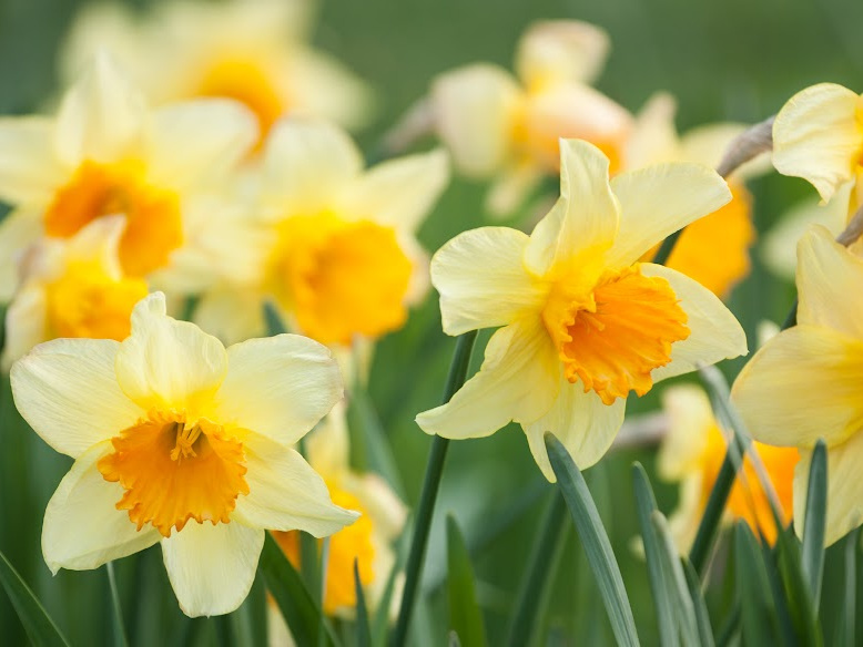 Beach Huts - Celebrate March with Daffodils